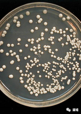 同学,酵母专题课报名进行中 同学,酵母专题课报名进行中