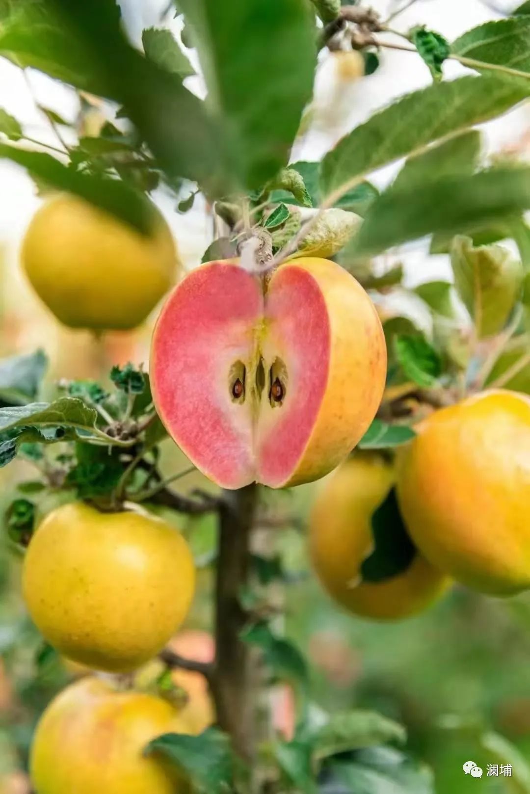 我是怎么混入精酿圈的(2) 我是怎么混入精酿圈的(2)