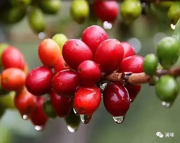 浅说咖啡可可与椰子(上) 浅说咖啡可可与椰子(上)