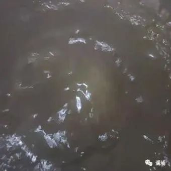 如何确定合适的麦汁煮沸时间 如何确定合适的麦汁煮沸时间