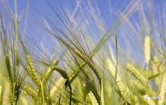 知识分享|啤酒修饰技术 知识分享|啤酒修饰技术