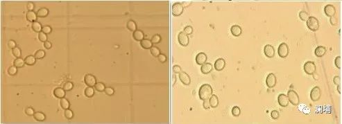 干货|如何控制双乙酰含量 干货|如何控制双乙酰含量