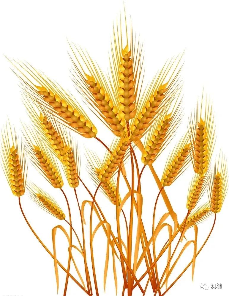 知识分享|啤酒修饰技术 知识分享|啤酒修饰技术