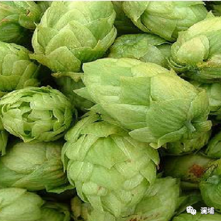 啤酒企业的“眼睛” 啤酒企业的“眼睛”