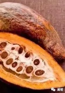 浅说咖啡可可与椰子(下) 浅说咖啡可可与椰子(下)