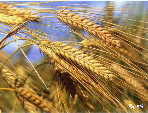 知识|麦芽的溶解状态与粉碎度对生产会有什么样的结果? 知识|麦芽的溶解状态与粉碎度对生产会有什么样的结果?