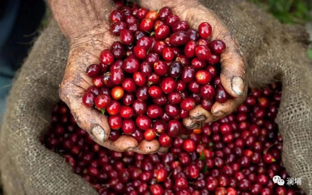 浅说咖啡可可与椰子(上) 浅说咖啡可可与椰子(上)