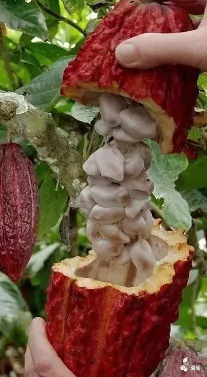 浅说咖啡可可与椰子(下) 浅说咖啡可可与椰子(下)