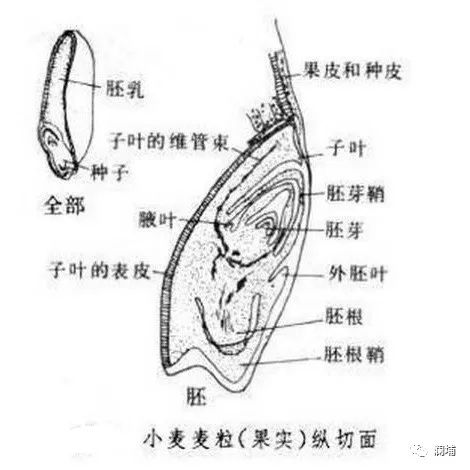 从麦子说开去 从麦子说开去