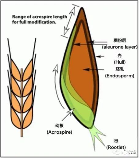 从麦子说开去 从麦子说开去