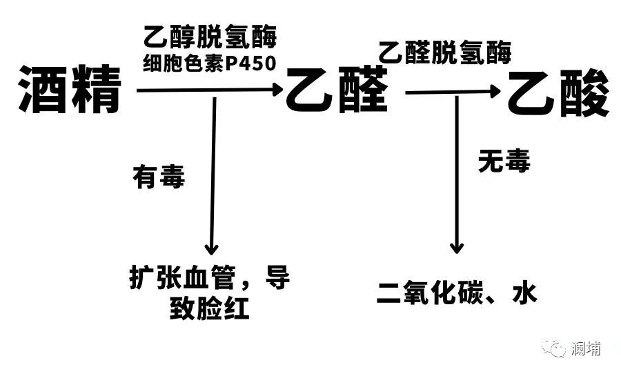 知识科普|喝酒为啥脸红 知识科普|喝酒为啥脸红