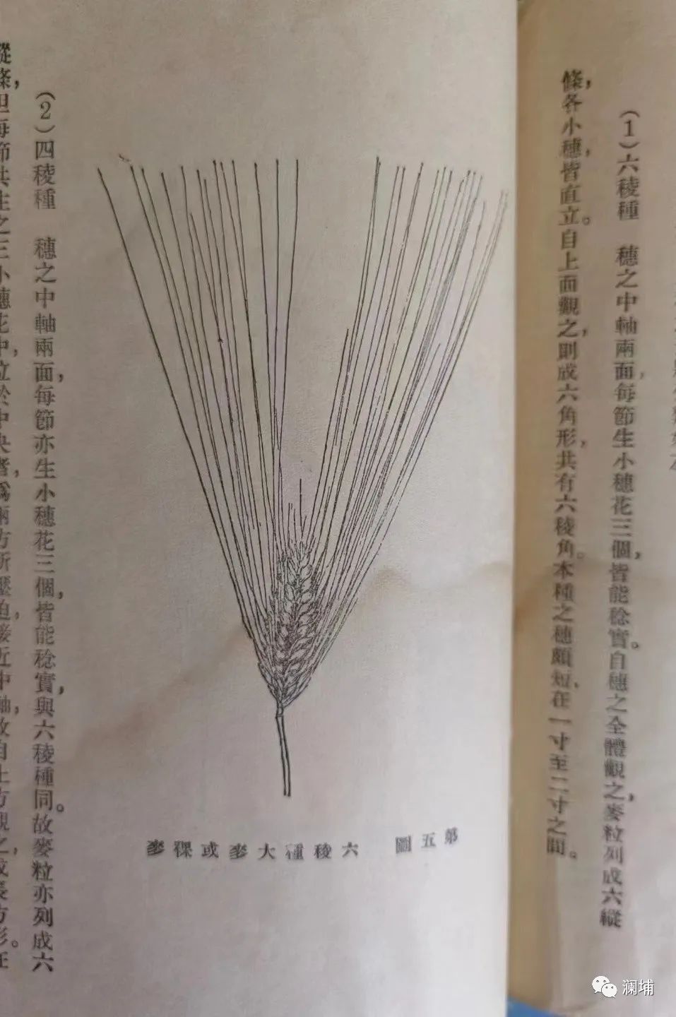 从麦子说开去 从麦子说开去