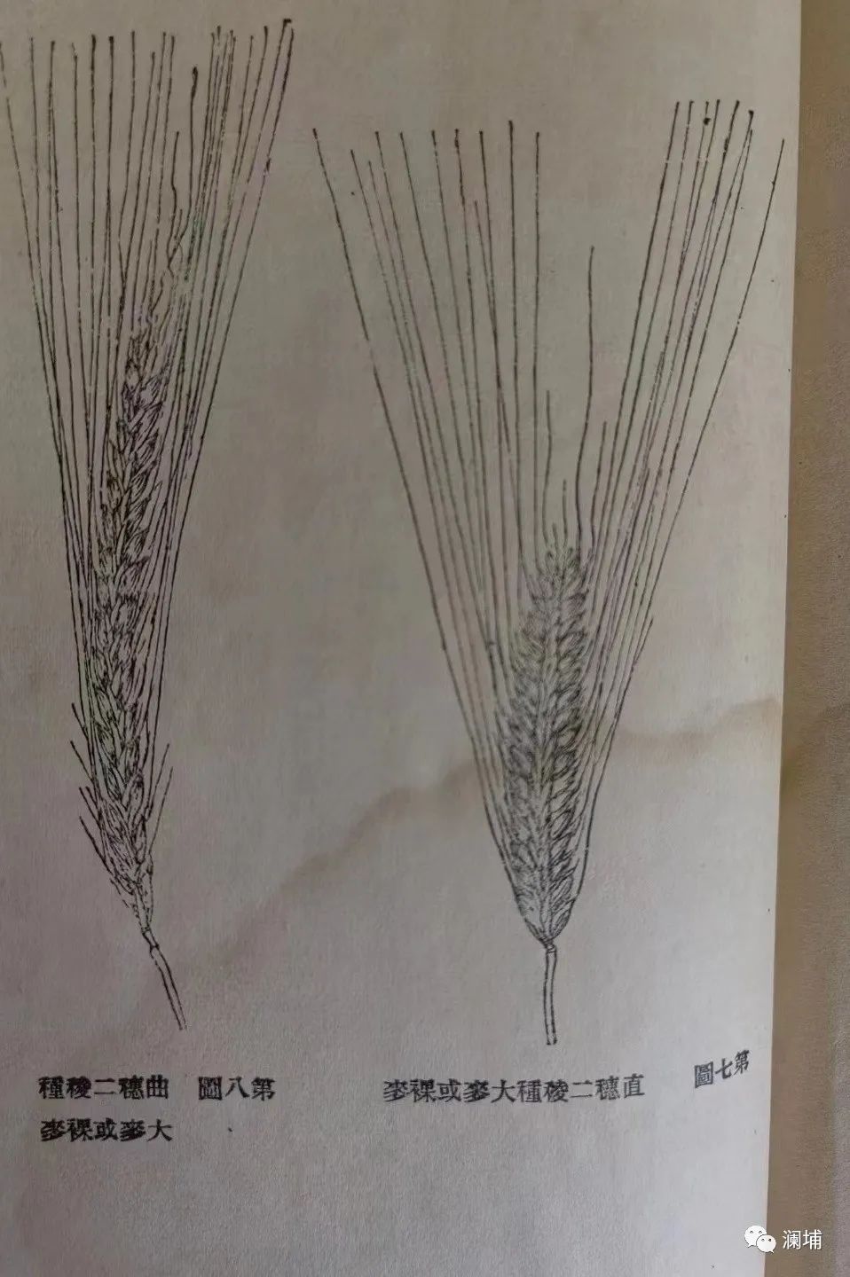 从麦子说开去 从麦子说开去