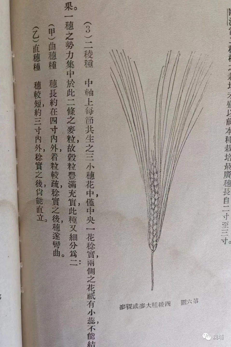 从麦子说开去 从麦子说开去