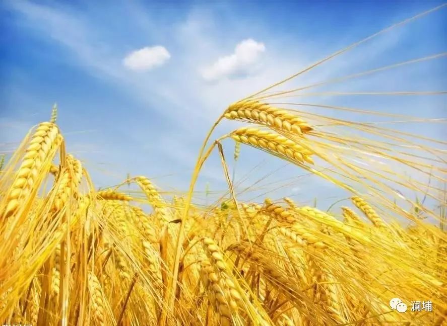 从麦子说开去 从麦子说开去