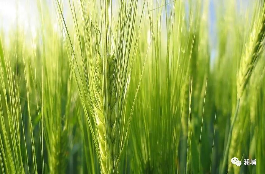 从麦子说开去 从麦子说开去