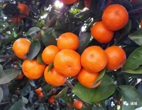 分享2款大师杯获奖啤酒的酿造思路 分享2款大师杯获奖啤酒的酿造思路