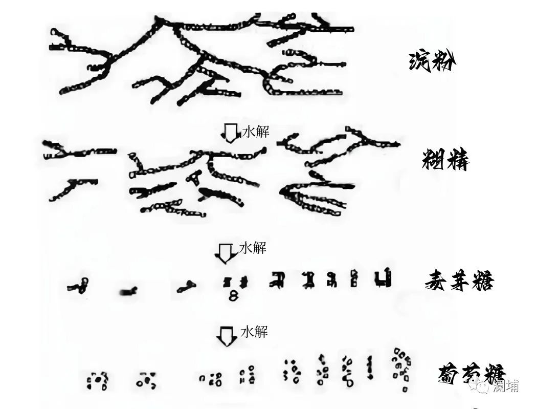 细聊糖化 细聊糖化