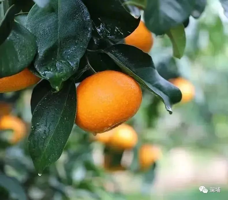 分享2款大师杯获奖啤酒的酿造思路 分享2款大师杯获奖啤酒的酿造思路