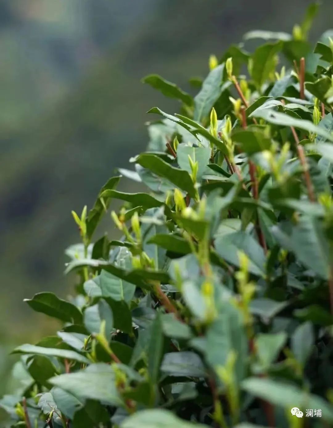 关于酿造茶啤的一点心得 关于酿造茶啤的一点心得
