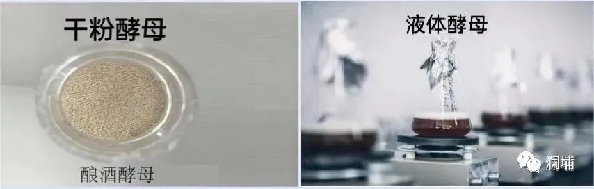 分享|如何选择你想要的酵母 分享|如何选择你想要的酵母