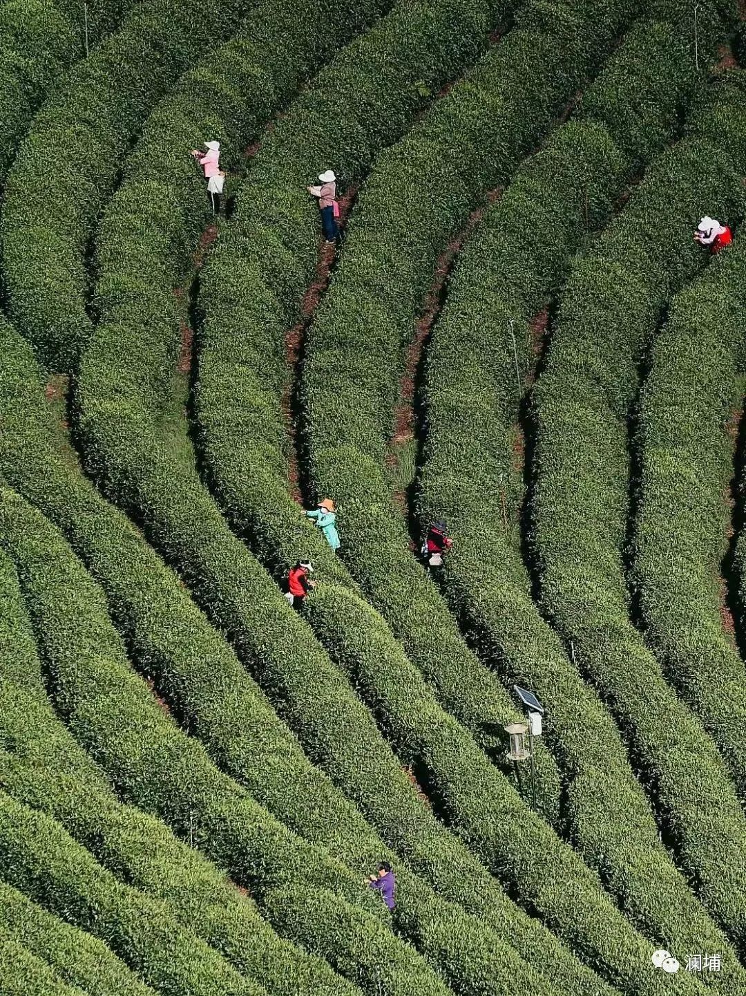 关于酿造茶啤的一点心得 关于酿造茶啤的一点心得