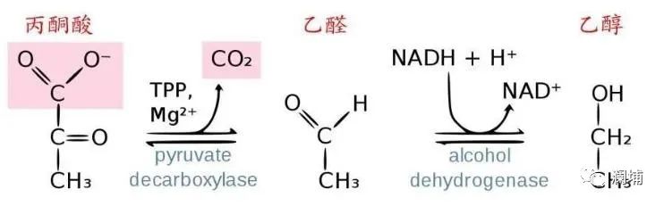 知识|“醛”知道——啤酒中的醛类 知识|“醛”知道——啤酒中的醛类