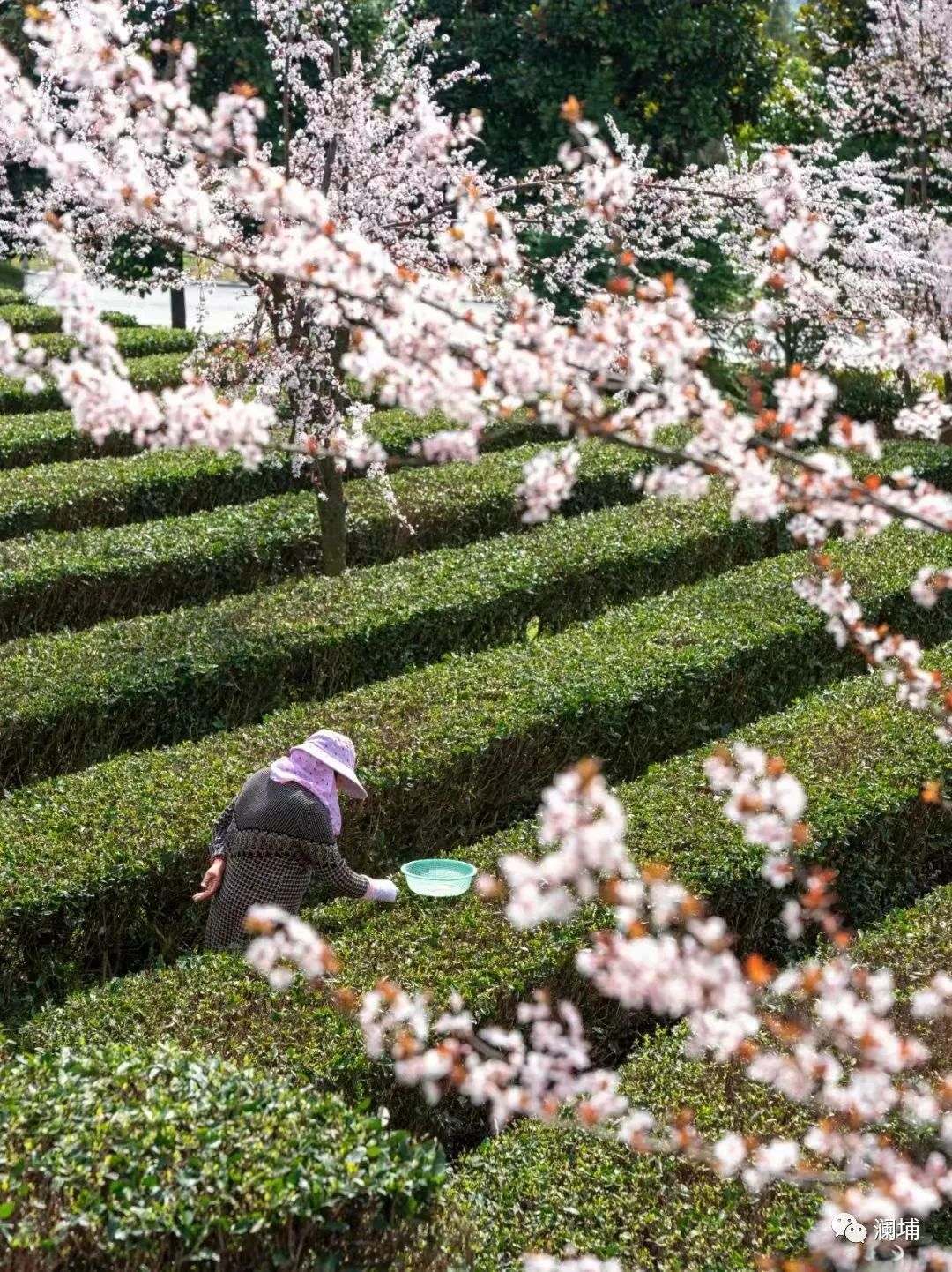 关于酿造茶啤的一点心得 关于酿造茶啤的一点心得