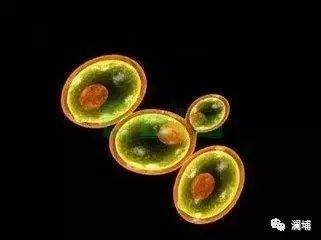 知识篇|啤酒原料酵母 知识篇|啤酒原料酵母