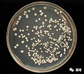 知识篇|啤酒原料酵母 知识篇|啤酒原料酵母