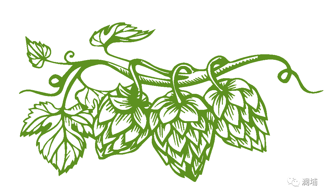 干货|啤酒苦味调整方法及措施 干货|啤酒苦味调整方法及措施