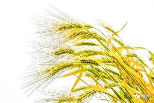 啤酒生产过程中正常色度的变化规律 啤酒生产过程中正常色度的变化规律