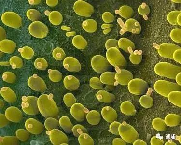 知识篇|啤酒原料酵母 知识篇|啤酒原料酵母