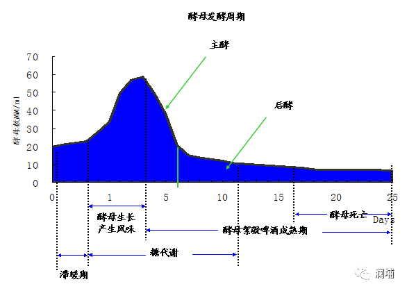 知识篇|啤酒原料酵母 知识篇|啤酒原料酵母