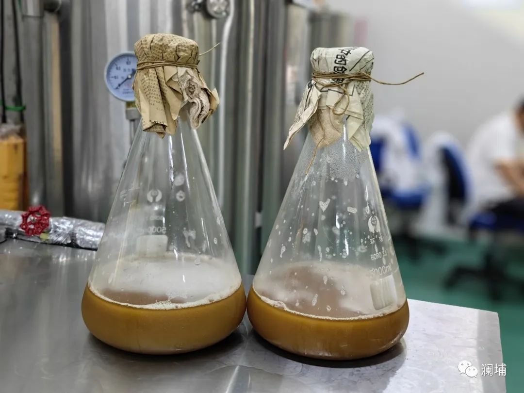 知识篇|啤酒原料酵母 知识篇|啤酒原料酵母