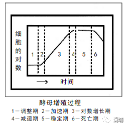 知识篇|啤酒原料酵母 知识篇|啤酒原料酵母