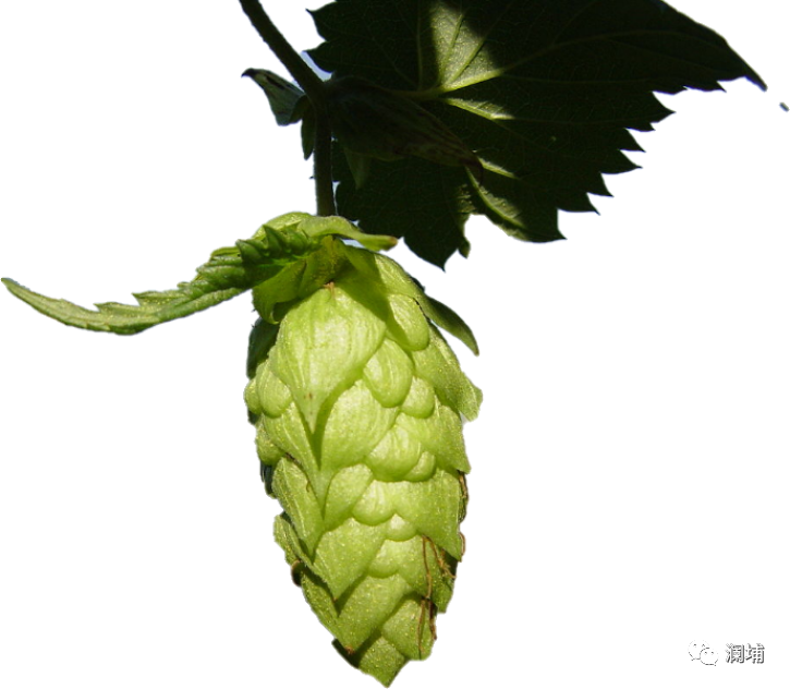 啤酒杀菌过程的几点注意事项 啤酒杀菌过程的几点注意事项