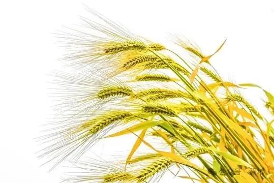 啤酒企业双酿并行,抢夺市场机遇 啤酒企业双酿并行,抢夺市场机遇