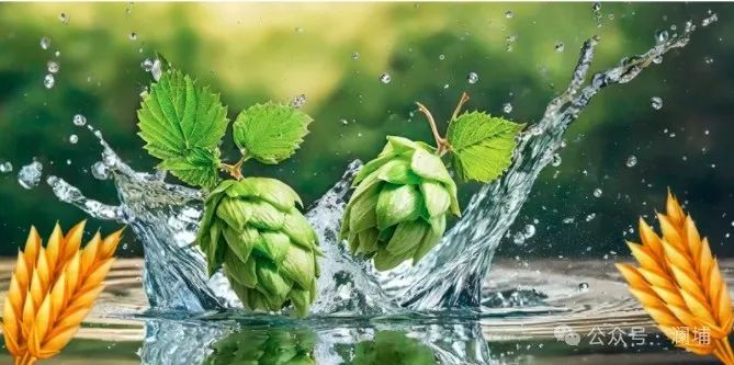 啤酒风味不正的原因及改善措施 啤酒风味不正的原因及改善措施